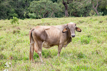 brown cow grass-fed on tropical Brazilian farm