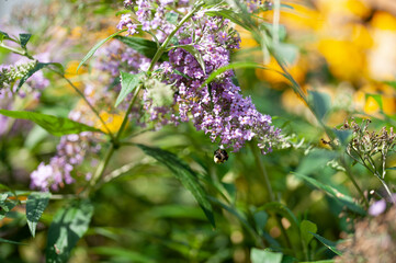 Bee on purple flower
