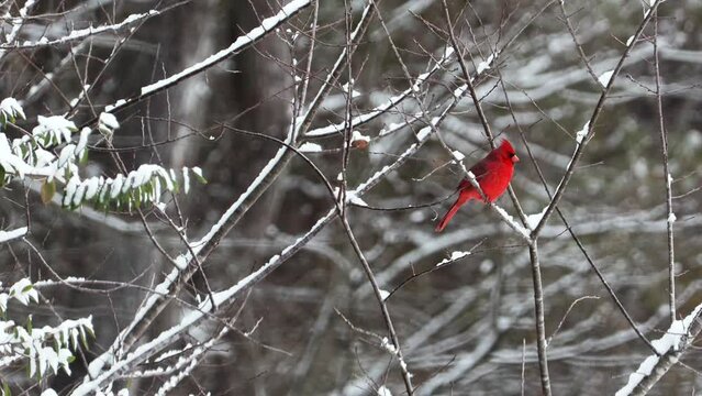 Male cardinal resting on twig the morning after an unusually strong snow