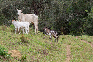 Fototapeta premium Grass-fed Brazilian cattle in the field with the calves next to them in panoramic scenery
