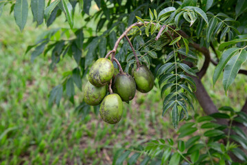 Fruit of the cajarana or cajá-manga (Spondias cythera) in closeup and selective focus, typical of Brazil plant