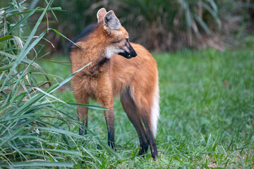 Guará Wolf (Chrysocyon brachyurus), rare wild animal typical of the Brazilian wilderness regions. © Adilson
