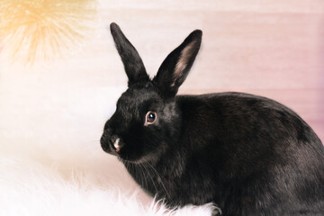 Black rabbit 2023 on the light background close-up. Symbol of the year Chinese calendar. Holidays, winter and celebration concept