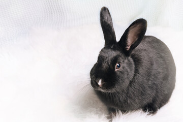 Black rabbit 2023 on the light background close-up. Symbol of the year Chinese calendar. Holidays, winter and celebration concept