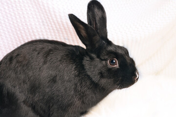Black rabbit 2023 on the light background close-up. Symbol of the year Chinese calendar. Holidays, winter and celebration concept