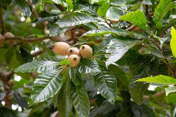 Jenipap fruit in closeup and selective focus, typical Brazilian tree