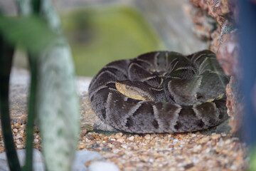 Tropical poisonous snake jararaca caiçara in portrait
