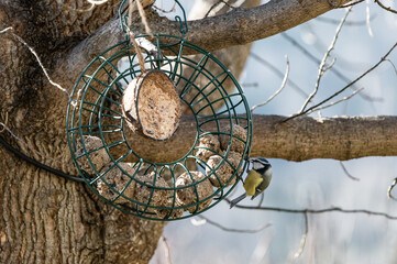 Vogel an Meisenring außen hängend