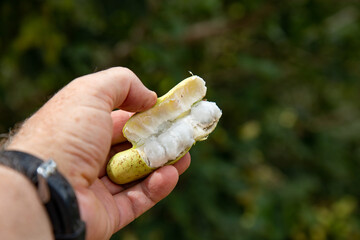 Ripe Inga laurina is a  endemic tree of the Fabaceae family native to Brazil, known by the popular names: ingá-mirim, ingá-feijão, ingá-lagarta, ingá-pequeno, ingá-branco, 