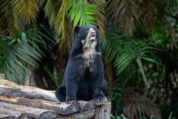 A Spectacled bear native to South America in close-up and selective focus. (Tremarctos ornatus) in fine details