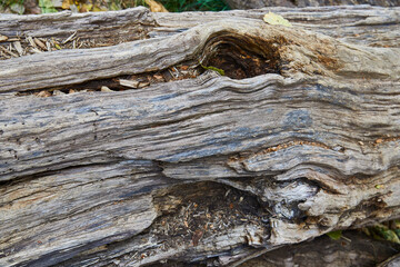 Close-up of a dead tree with interesting grains.