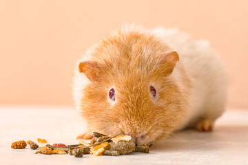 Funny Guinea pig with food on table against beige background