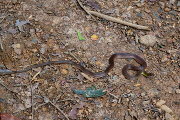 Small, tropical, non-poisonous Brazilian snake in closeup