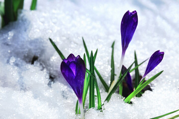 purple spring crous flowers bloomed in the snow. Purple botanical crocuses under the spring sun. Flowers overcome the cold and winter. with selective focus