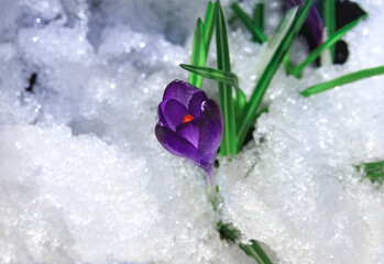 Beautiful spring purple flower primrose in the sun on the snow in the morning. Crocus botanical...