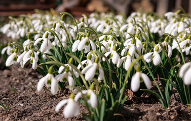 Many delicate white snowdrops in the meadow. Easter. The first spring flowers in the warm sun. Revival and flowering of nature in spring. selective focus