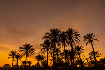 Fototapeta na wymiar Silhouette of palm trees in an orange sunset on a beach in the town of Torrevieja. White coast of the Mediterranean Sea of Alicante. Spain