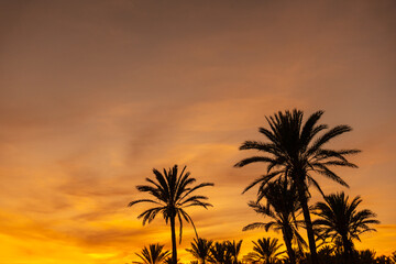Fototapeta na wymiar Silhouette of palm trees in an orange sunset in the town of Torrevieja. White coast of the Mediterranean Sea of Alicante. Spain