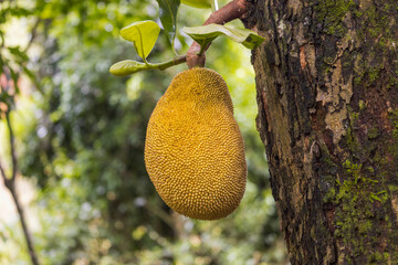 Fruta Jaca na &aacute;rvore de jaca
