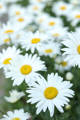 Big flowers Daisies in the green grass. Field with Daisies. Wild flowers growing on meadow, white Chamomiles on green grass background. Leucanthemum vulgare. White Daisies in the summer sun. Vertical