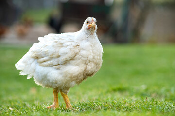 Hen feed on traditional rural barnyard. Close up of chicken standing on barn yard with green grass. Free range poultry farming concept