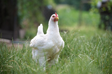 Hen feeding on traditional rural barnyard. Domestic chicken standing on yard lawn with green grass....
