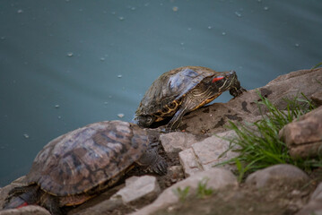 Sleeping turtles on the stones at the zoo