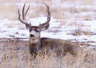 Naklejka na ściany i meble Colorado Wildlife. Wild Deer on the High Plains of Colorado. Mule Deer Buck resting in a snowy field.