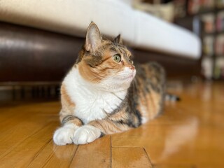 sphynx cat. cat in the home