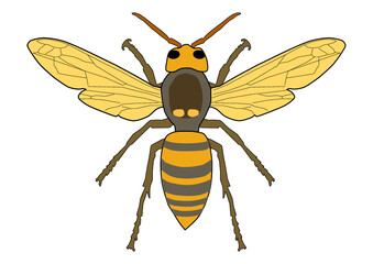 オオスズメバチ　キイロスズメバチ