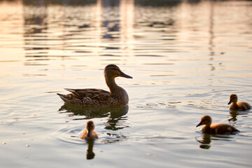 Wild duck family of mother bird and her chicks swimming on lake water at bright sunset. Birdwatching concept
