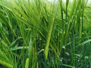 Green barley plant on the field. Barley spikes.