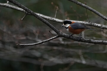 varied tit in the forest