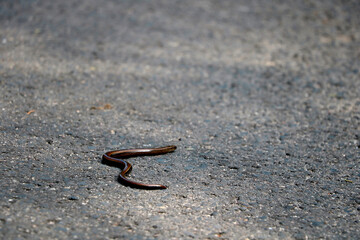 On the way in the woods, a young snake or snake crawls.