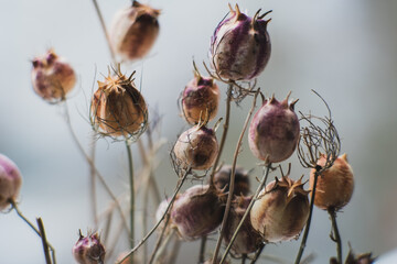 Obraz na płótnie Canvas Dried Nigella flowers close-up view. Sadness, autumn melancholy, depression, mourn, grief concept
