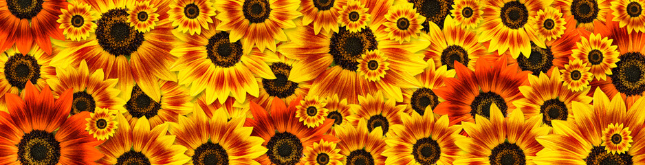 Sunflowers (Duarf Music Box Sunflower) panoramic banner image design full of flowers background. Useful for Spring themes or Mothers day