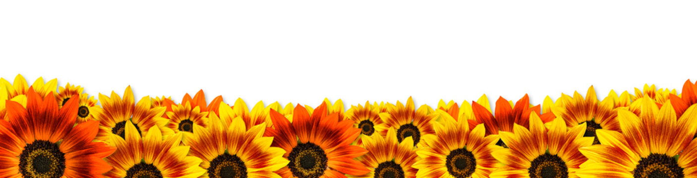Sunflowers (Duarf Music Box Sunflower) panoramic banner frame design with copy space on white background. Useful for Spring themes or Mothers day