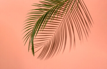 Nature minimal concept made with green palm leaf and shadow. Creative layout on pink background.