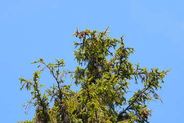 The top of a green spruce with cones against a blue sky.
