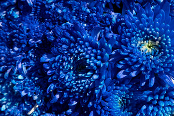 Fototapeta na wymiar Floral background of dark blue fluffy chrysanthemums