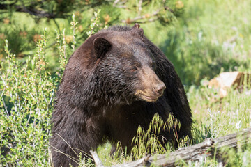 black bear in the mountain grass