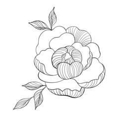Hand draw line vector flowers set. Peony illustration. Logo design