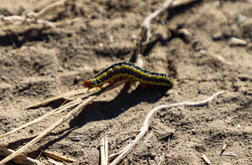 caterpillar on the ground