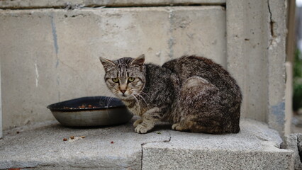 street cat against cement background © Esteve