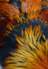 An abstract closeup of beautiful red, orange, yellow and iridescent blue feathers of a free range...