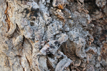 Close-up of the bark of the tree. Wood background, texture.