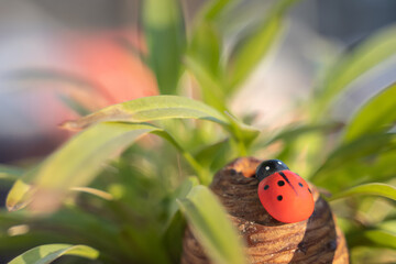 red ladybug on cone in the nature on sunny day surrounded with grin leafs with blur background.