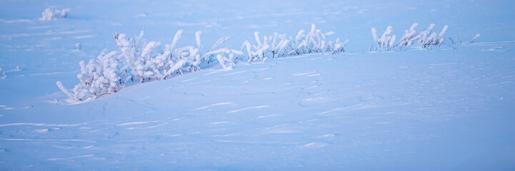 Fototapeta na wymiar Plants in the tundra in the Arctic are covered with hoar frost. Snow and rime ice on the branches of bushes. Beautiful winter background with twigs covered with hoarfrost. Cold snowy weather. Frosting