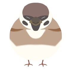 Clip art of sparrow with winter fur