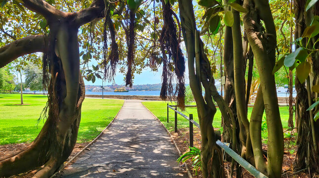 Path in Sydney Botanical Gardens Underneath a Moreton Bay Fig Tree